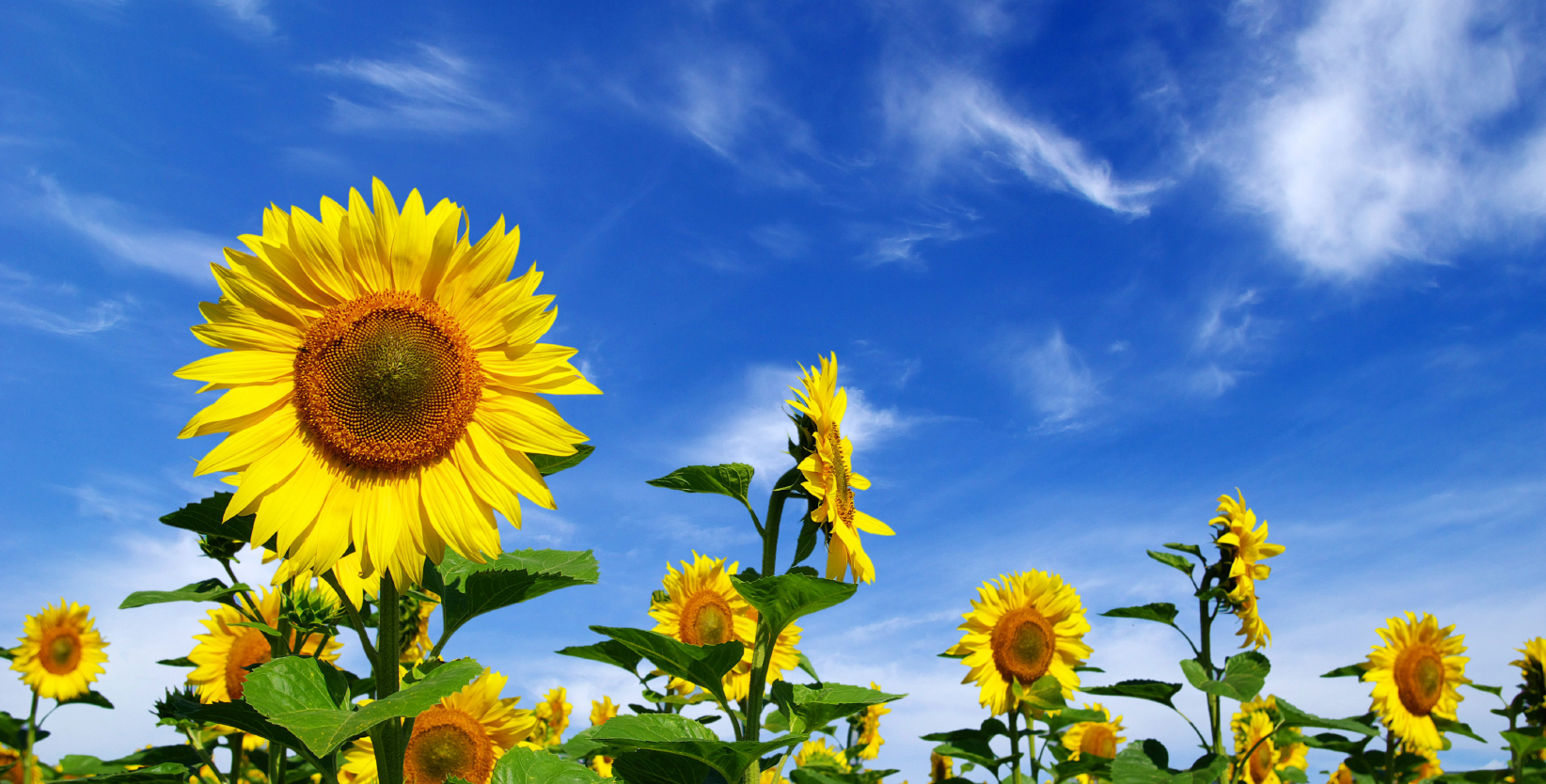 Sonnenblumen vor einem strahlend blauen Himmel in der Sonne.
