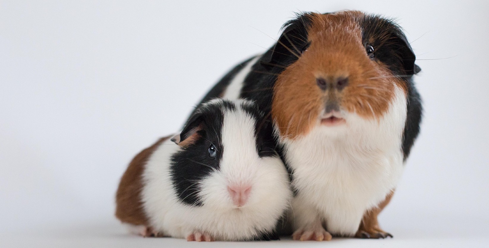 Zwei Meerschweinchen, bekannt für ihr hohes Allergiepotenzial bei Haustier-Allergien.