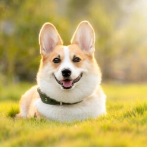 Hundeallergie: Ursachen, Symptome, Behandlung