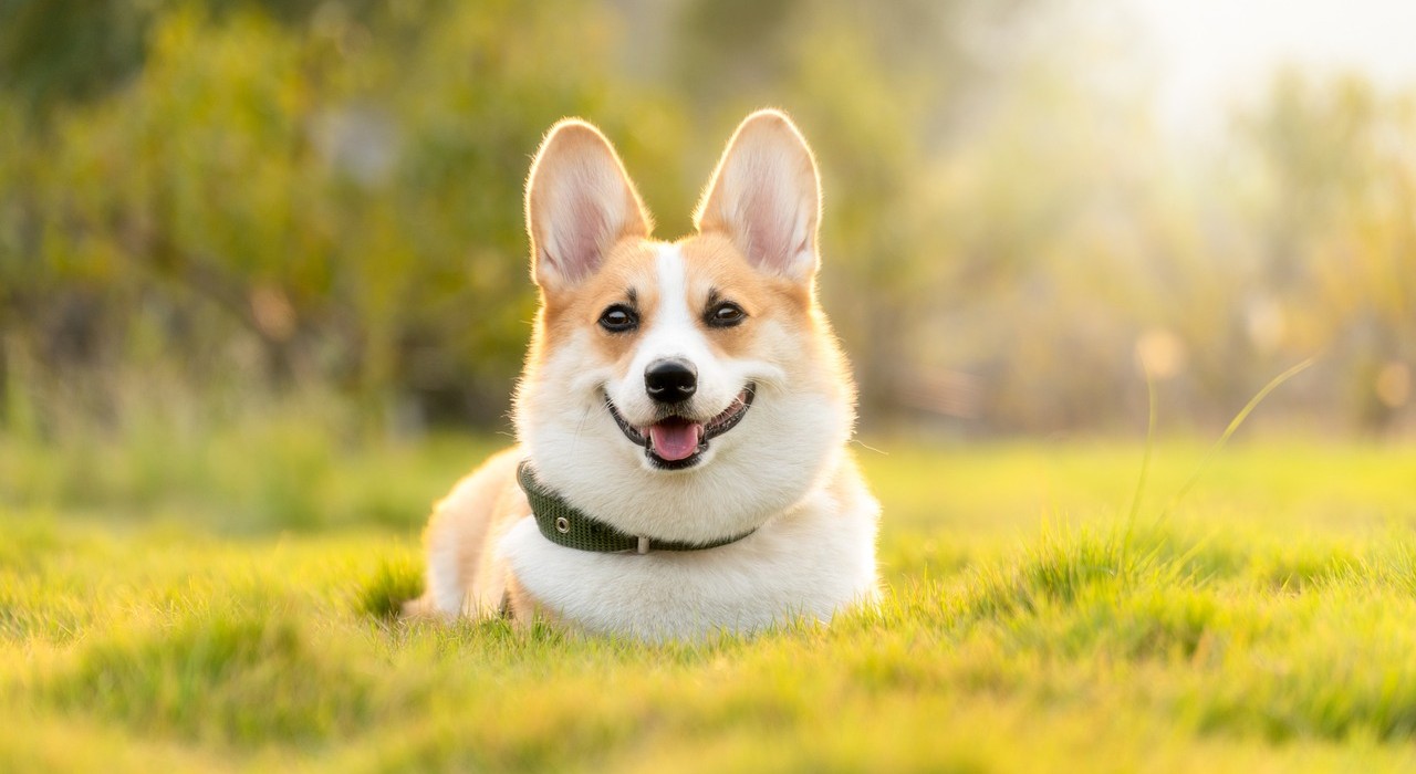 Eine Hundeallergie kann auch gegen diesen Vierbeiner im Gras entstehen.