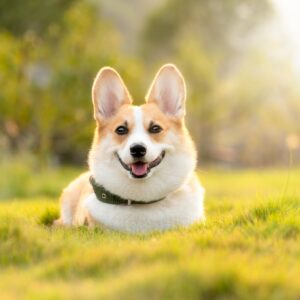 Hundeallergie: Ursachen, Symptome, Behandlung