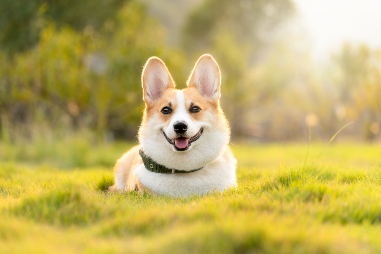 Eine Hundeallergie kann auch gegen diesen Vierbeiner im Gras entstehen.