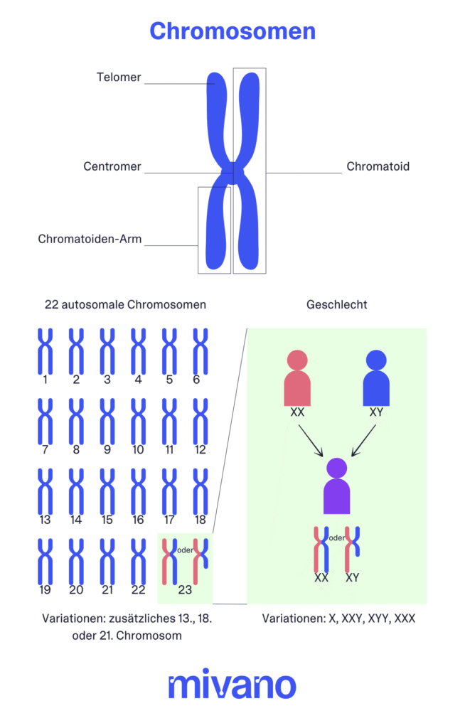 Aufbau eines Chromosoms und Veranschaulichung der 23 Chromosomenpaare in der Infografik.