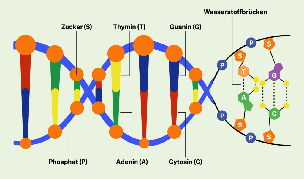 Grafik des DNA-Aufbaus mit den Basen, Zucker und Phosphat.