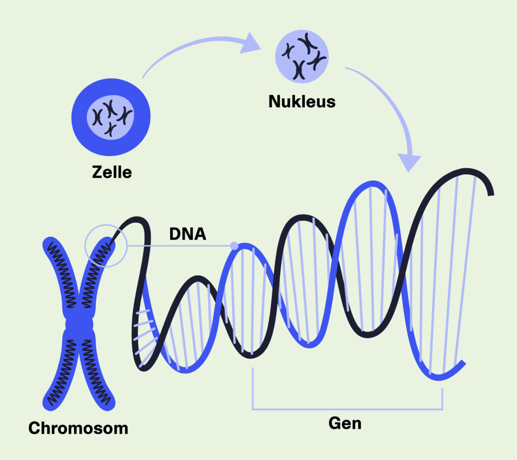 Grafik der Struktur der DNA, die im Chromosom im Nukleus liegt.