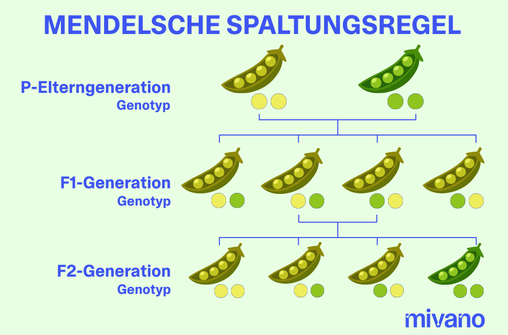 Das Kreuzungsschema der 2. Mendelschen Regel anhand des Erbsenbeispiels.