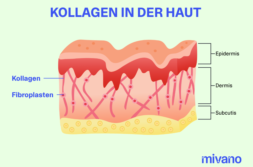 Querschnitt der Haut mit Kollagen und Fibroplasten in der Dermis.