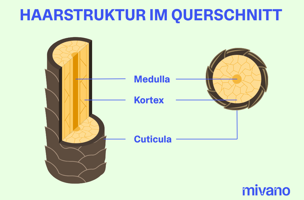 Die Haarstruktur mit den Schichten Cuticula, Kortex und Medulla im Querschnitt.